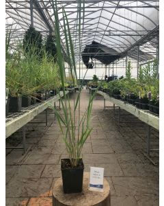 Panicum 'Northwind' 1G