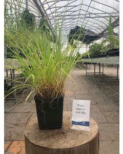 Pennisetum Alopecuroides 1G