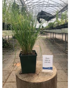 Pennisetum Hameln 1G