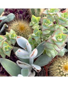 1.5" Cactus & Succulent Mix