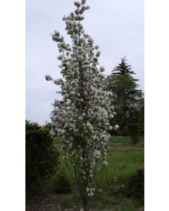 Colum Siberian Crabapple