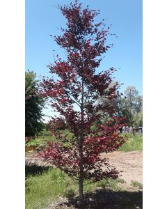 Tricolour Beech