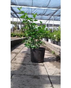 Rose of Sharon 'Red Heart'