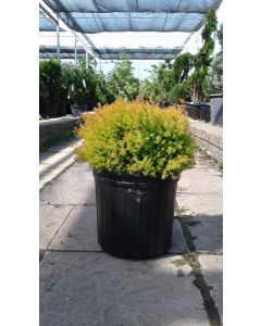 Fire Chief Globe Cedar