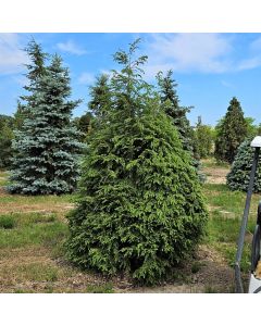 Canadian Hemlock