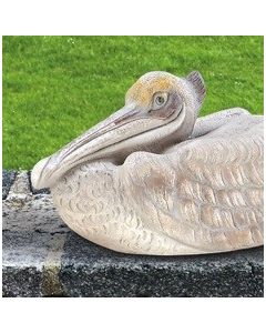 Large Pelican