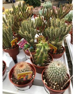 3.25"Cactus/Succulent Mix