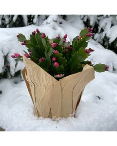 6" Christmas Cactus