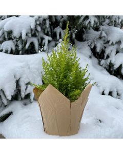 6" Lemon Cypress