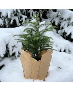 6" Norfolk Pine