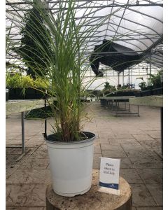 Miscanthus 'Huron Sunrise' 1G