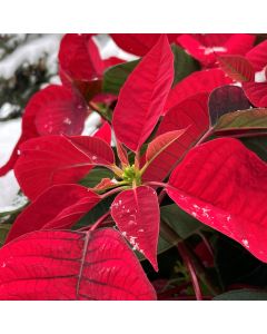 Poinsettia