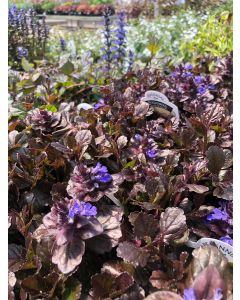 Ajuga  'Black Scallop' 1G