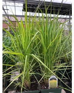 Calamagrostis Eldorado 1G