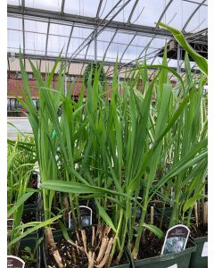 Miscanthus 'Giganteus' 1G