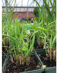 Miscanthus 'Gold Bar' 1G