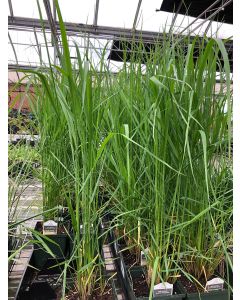 Calamagrostis Karl Forester 1G