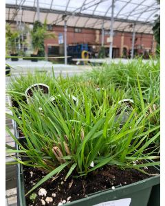 Pennisetum Little Bunny 1G