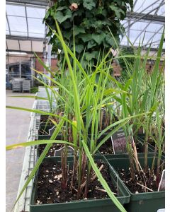 Miscanthus Oktoberfest 1G