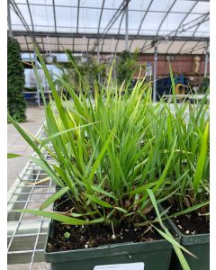 Pennisetum Redhead 1G