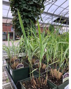 Miscanthus 'Variegatus' 1G