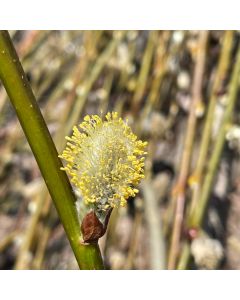 Weeping Pussy Willow Std