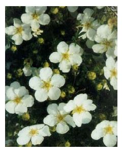 Abbotswood Cinquefoil