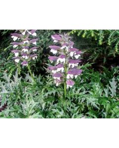 Acanthus spinosus 1G