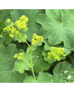 Lady's Mantle 1G