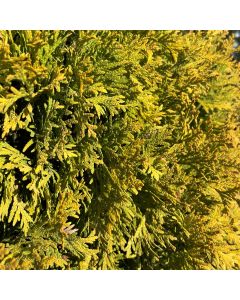 Amber Gold Cedar