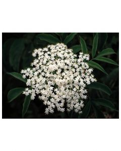 American Elderberry