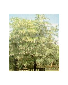 American Yellowwood