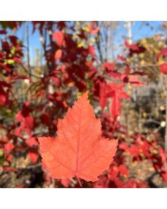 Amur Maple Clump
