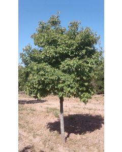 Amur Maple