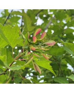 Amur Maple Tree