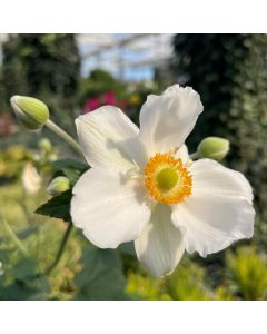 Anemone x 'Honorine Jobert' 1G