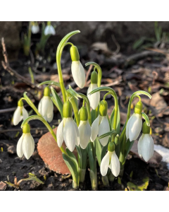 Anemone 'Snowdrop' 1G