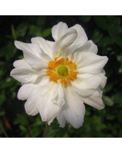 Anemone x 'Whirlwind' 1G