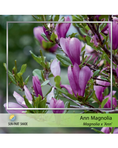 Little Girl Ann Magnolia
