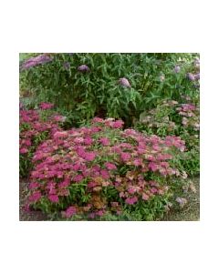 Anthony Waterer Spirea