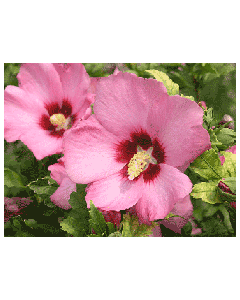 Rose of Sharon 'Aphrodite'
