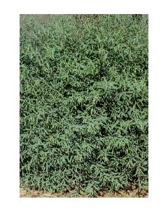 Arctic Willow