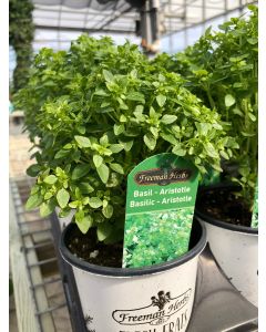 Basil - Aristotle