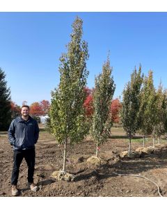Armstrong Gold Red Maple