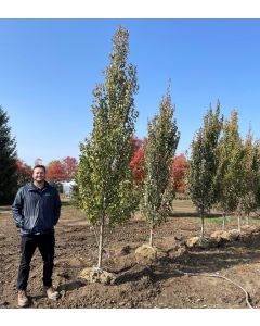 Armstrong Gold Maples