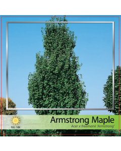 Armstrong Maple