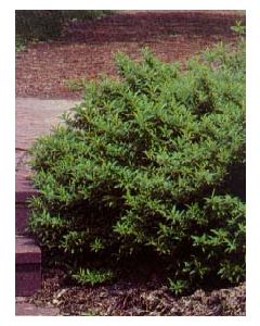 Arnold Dwarf Forsythia