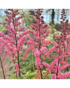 Astilbe 'Maggie Daley' 1G