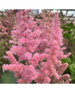 Astilbe 'Visions in Pink' 1G