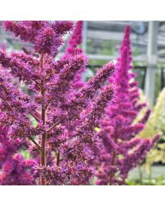 Astilbe 'Visions in Red' 1G